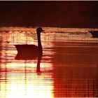 Sonnenaufgang im Naturschutzgebiet Versmolder Bruch