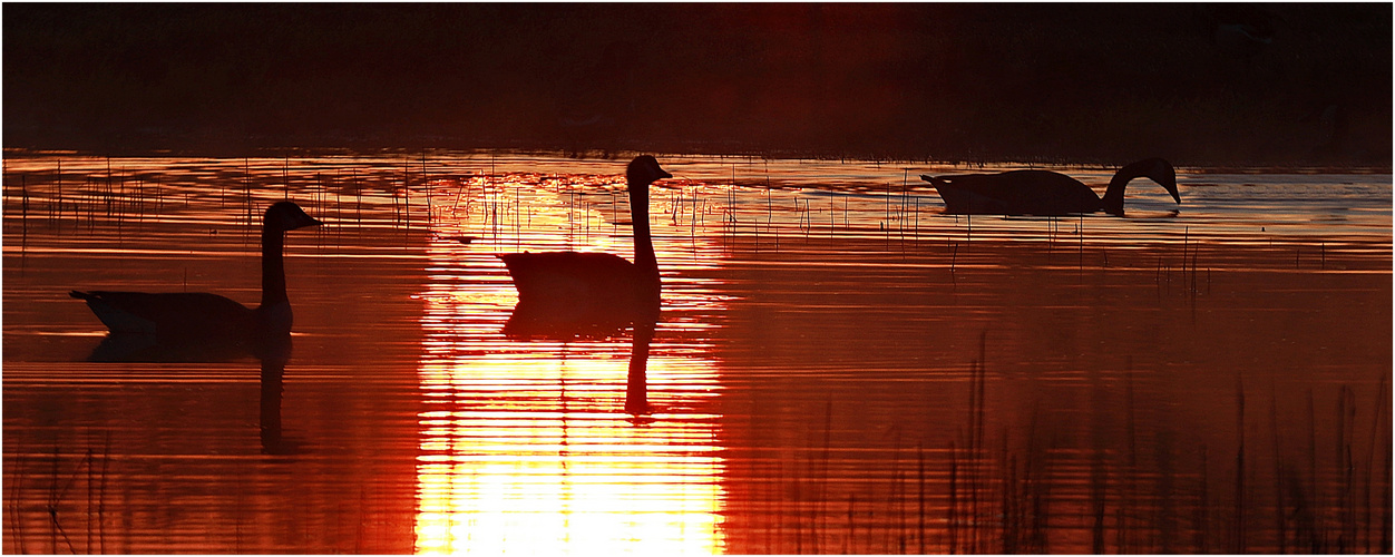 Sonnenaufgang im Naturschutzgebiet Versmolder Bruch