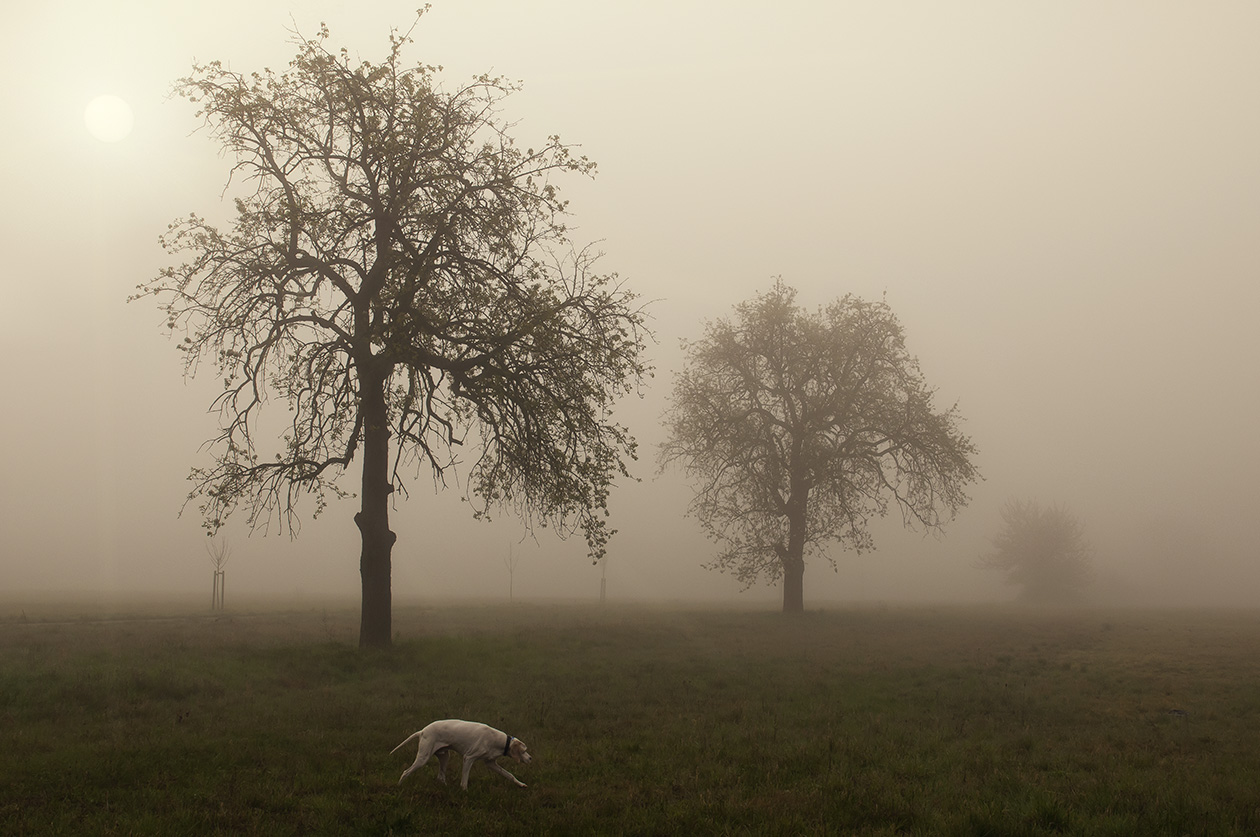 Sonnenaufgang im Nebel