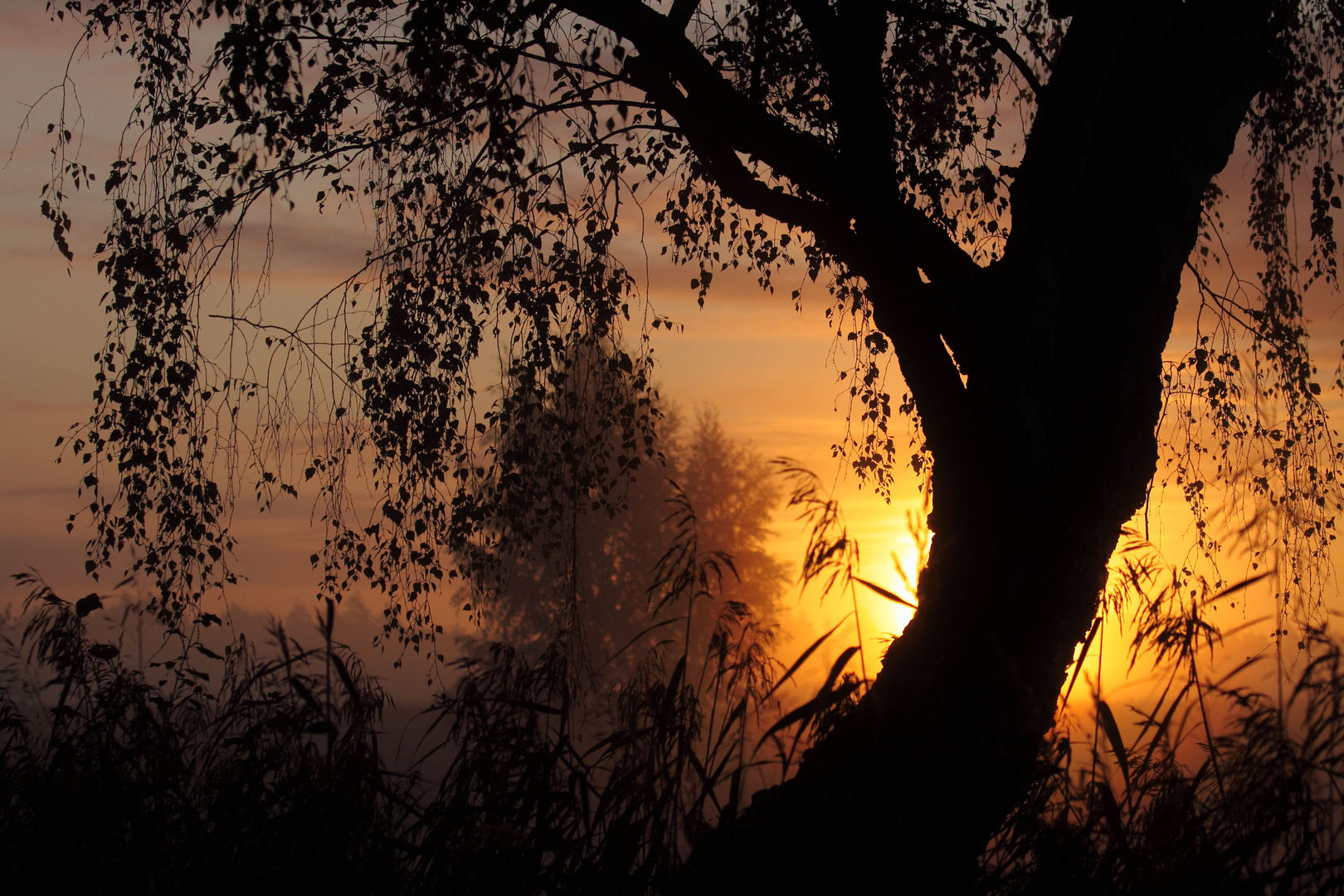 Sonnenaufgang im Nebel