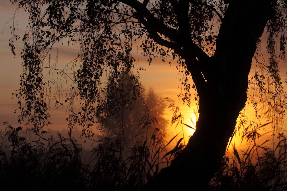 Sonnenaufgang im Nebel