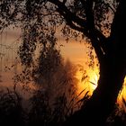 Sonnenaufgang im Nebel