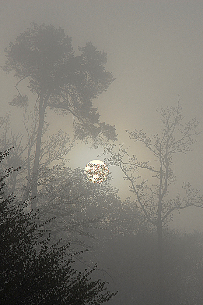 Sonnenaufgang im Nebel (1. Mai 2009)