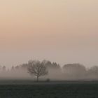 SONNENAUFGANG IM NEBEL