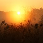 Sonnenaufgang im Nebel