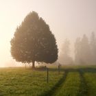 Sonnenaufgang im Nebel