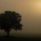 Sonnenaufgang im Nebel