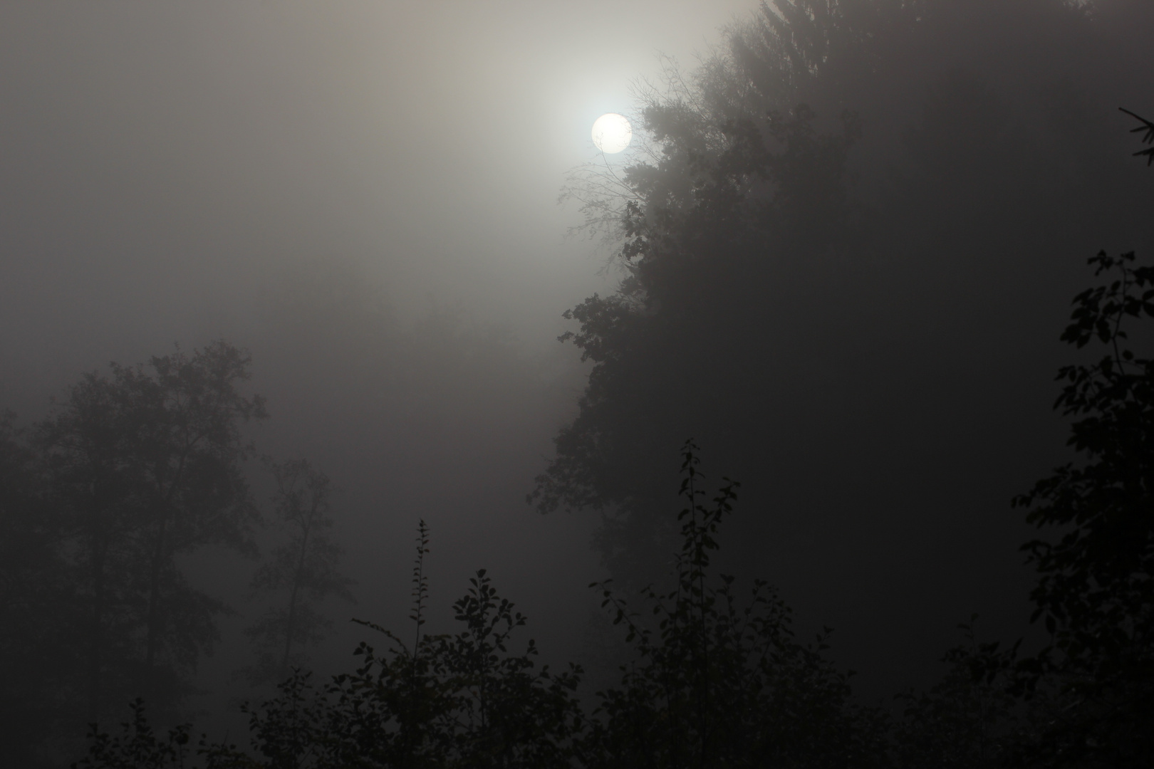   Sonnenaufgang im Nebel