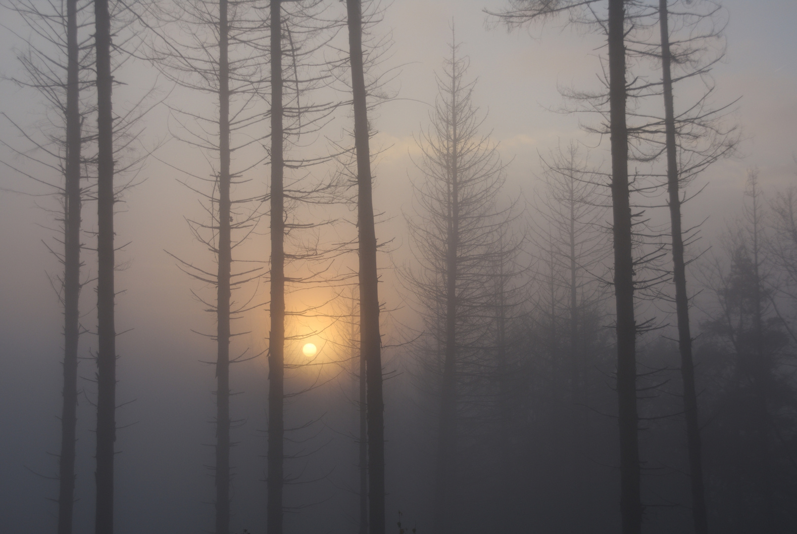 Sonnenaufgang im Nebel 