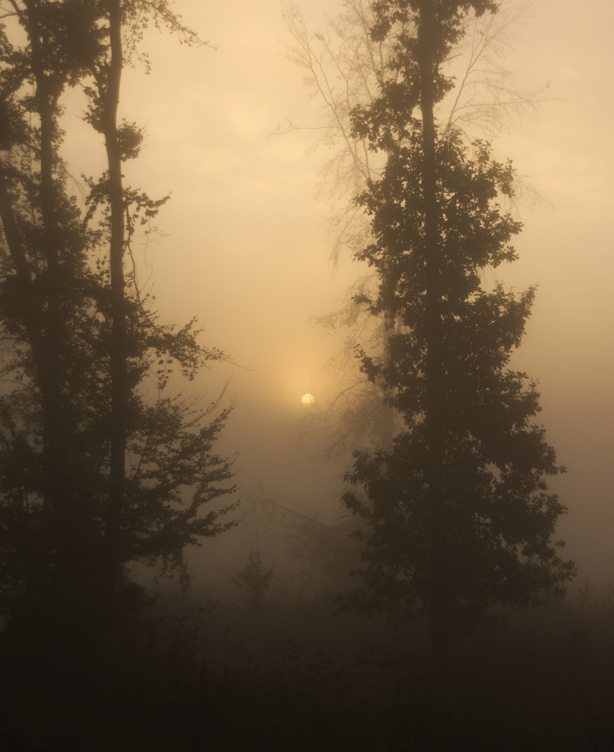 Sonnenaufgang im Nebel 