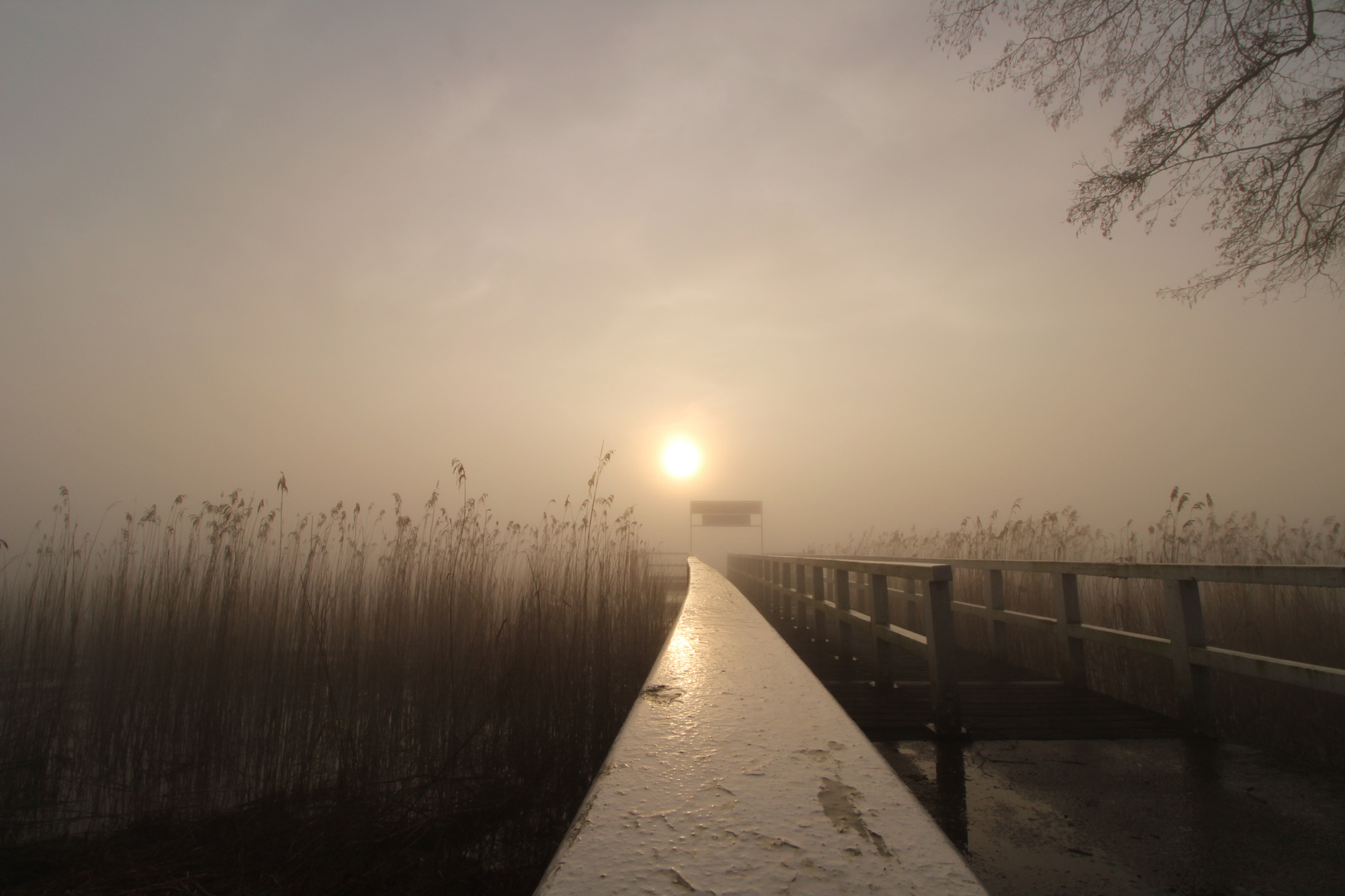 Sonnenaufgang im Nebel (Bad Zwischenahn)