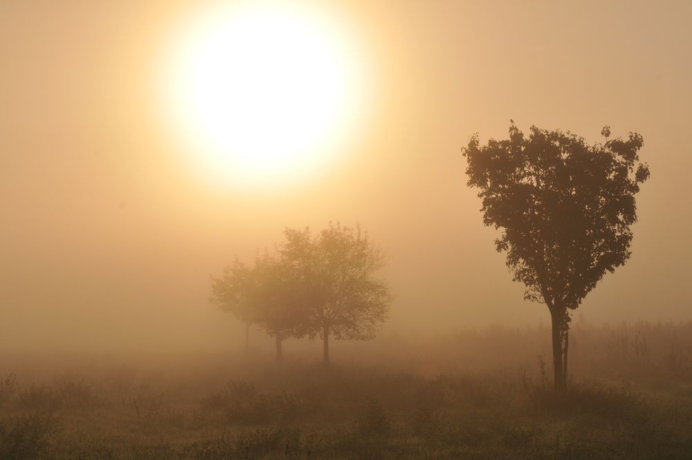 Sonnenaufgang im Nebel.