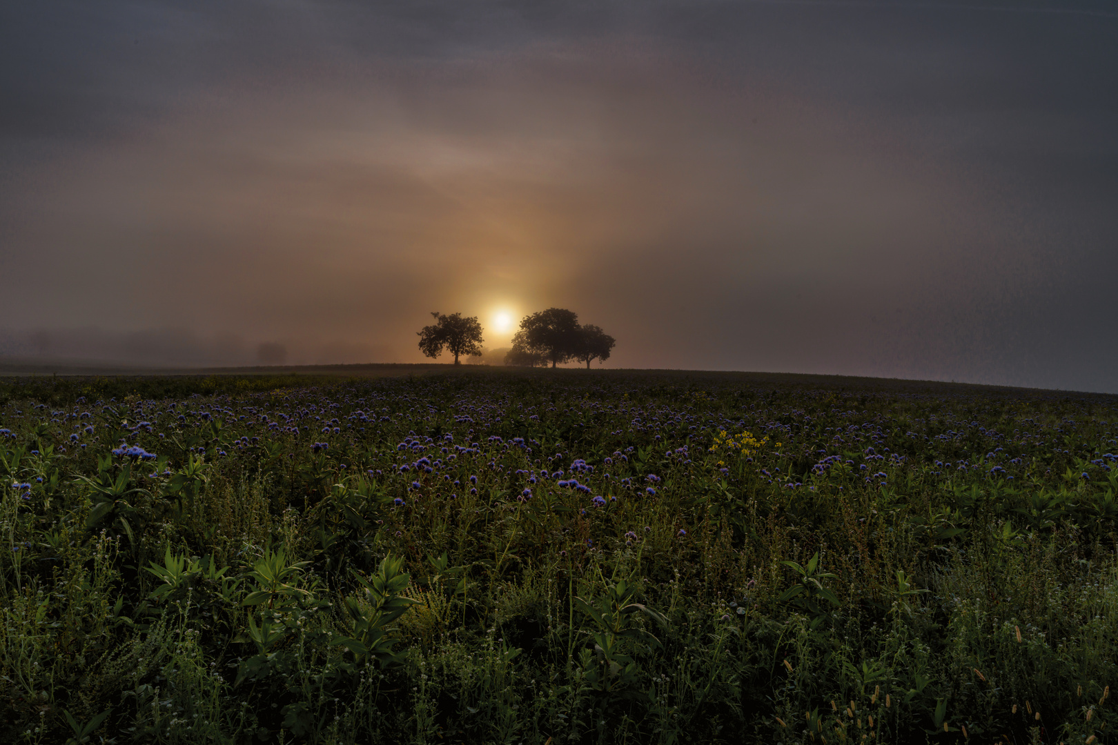 Sonnenaufgang im Nebel 