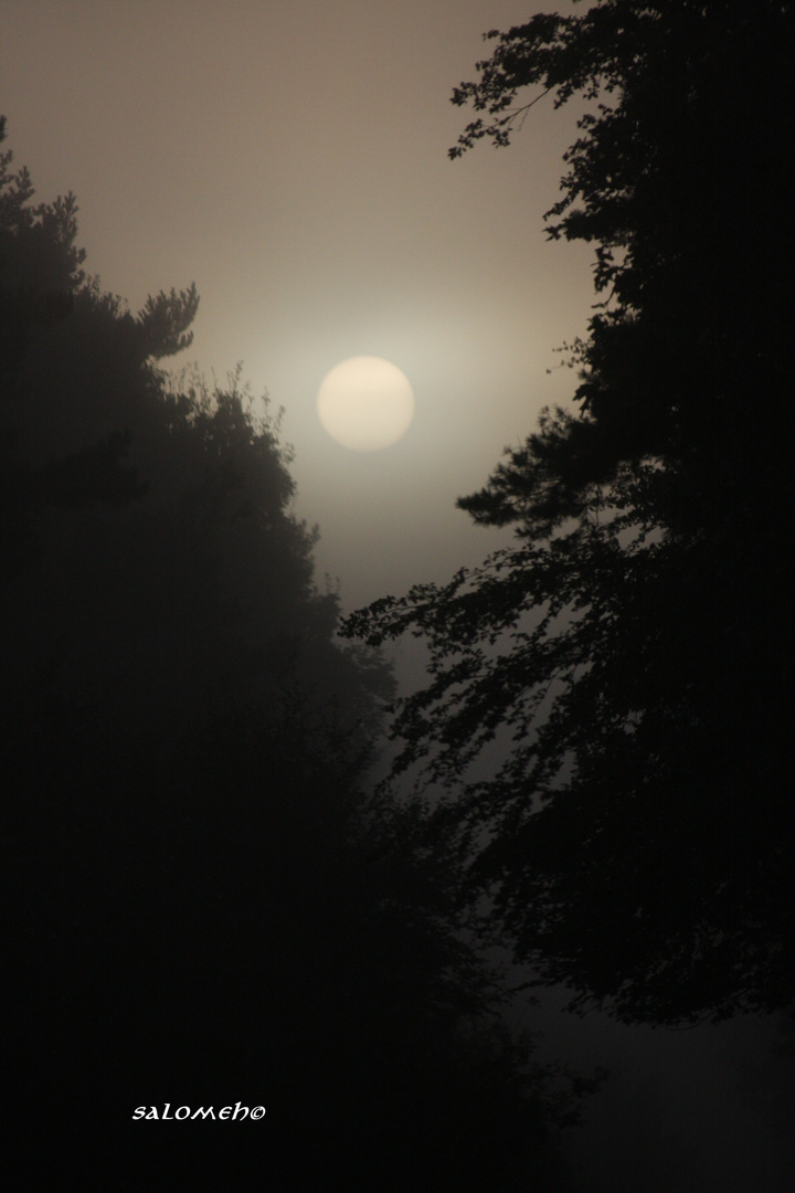 Sonnenaufgang im Nebel II