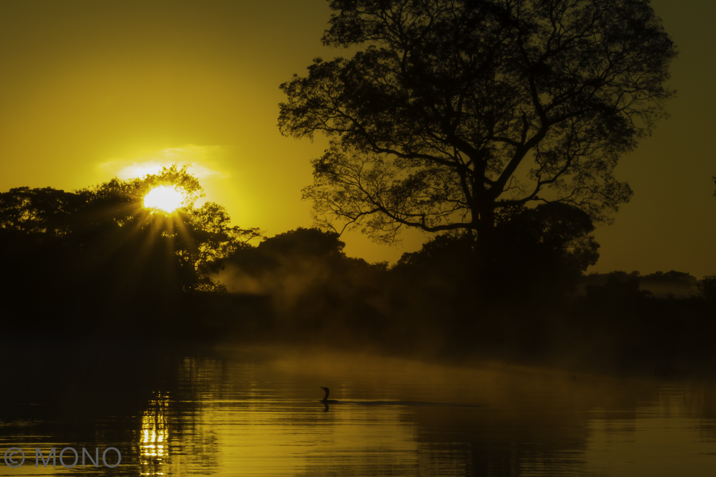 Sonnenaufgang im Nebel mit Kormoran