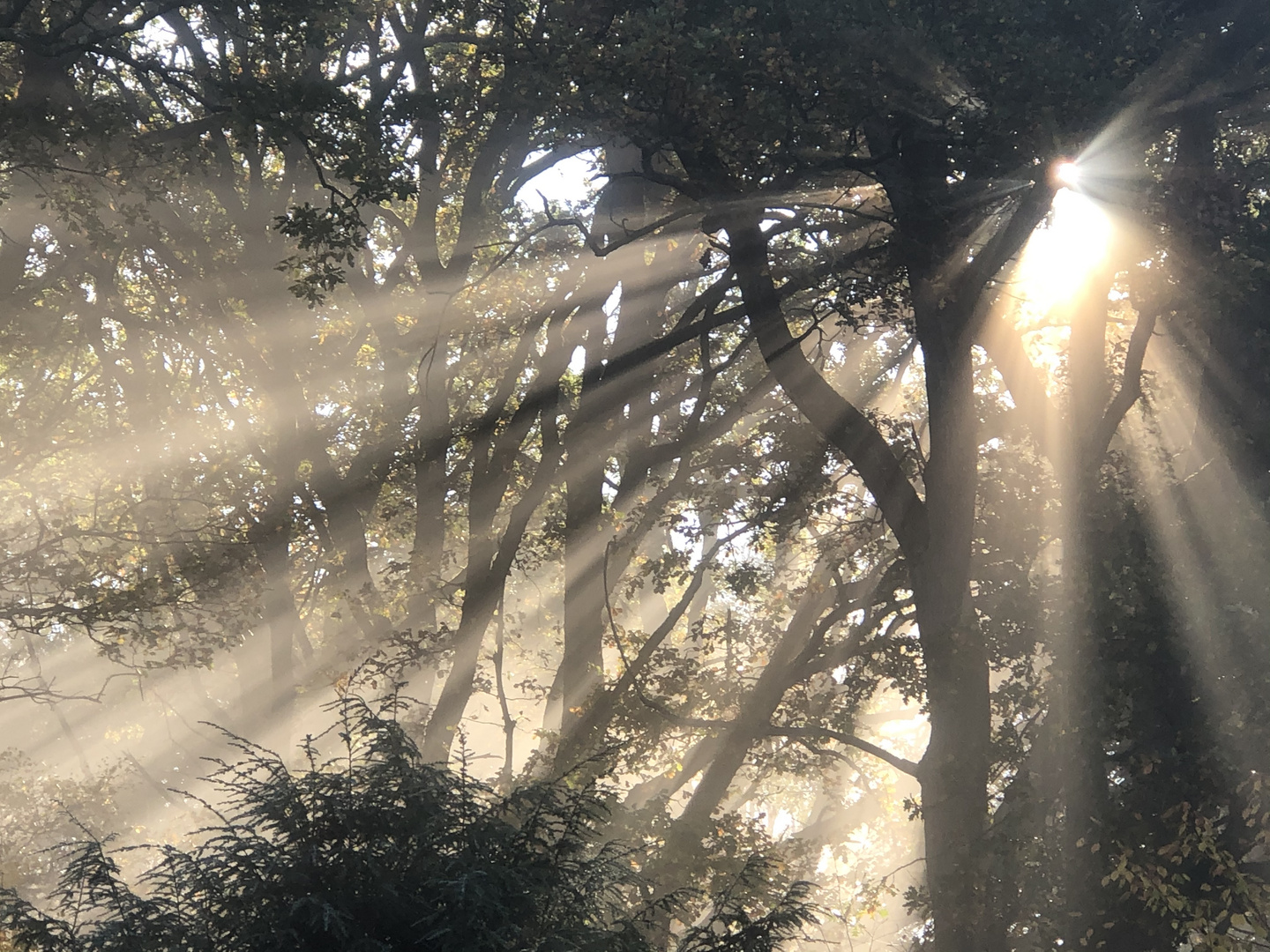 Sonnenaufgang im Nebel Sonnenstrahlen in der Baumkrone 