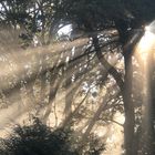 Sonnenaufgang im Nebel Sonnenstrahlen in der Baumkrone 