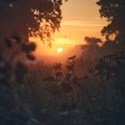 Sonnenaufgang im nebeligen Moor