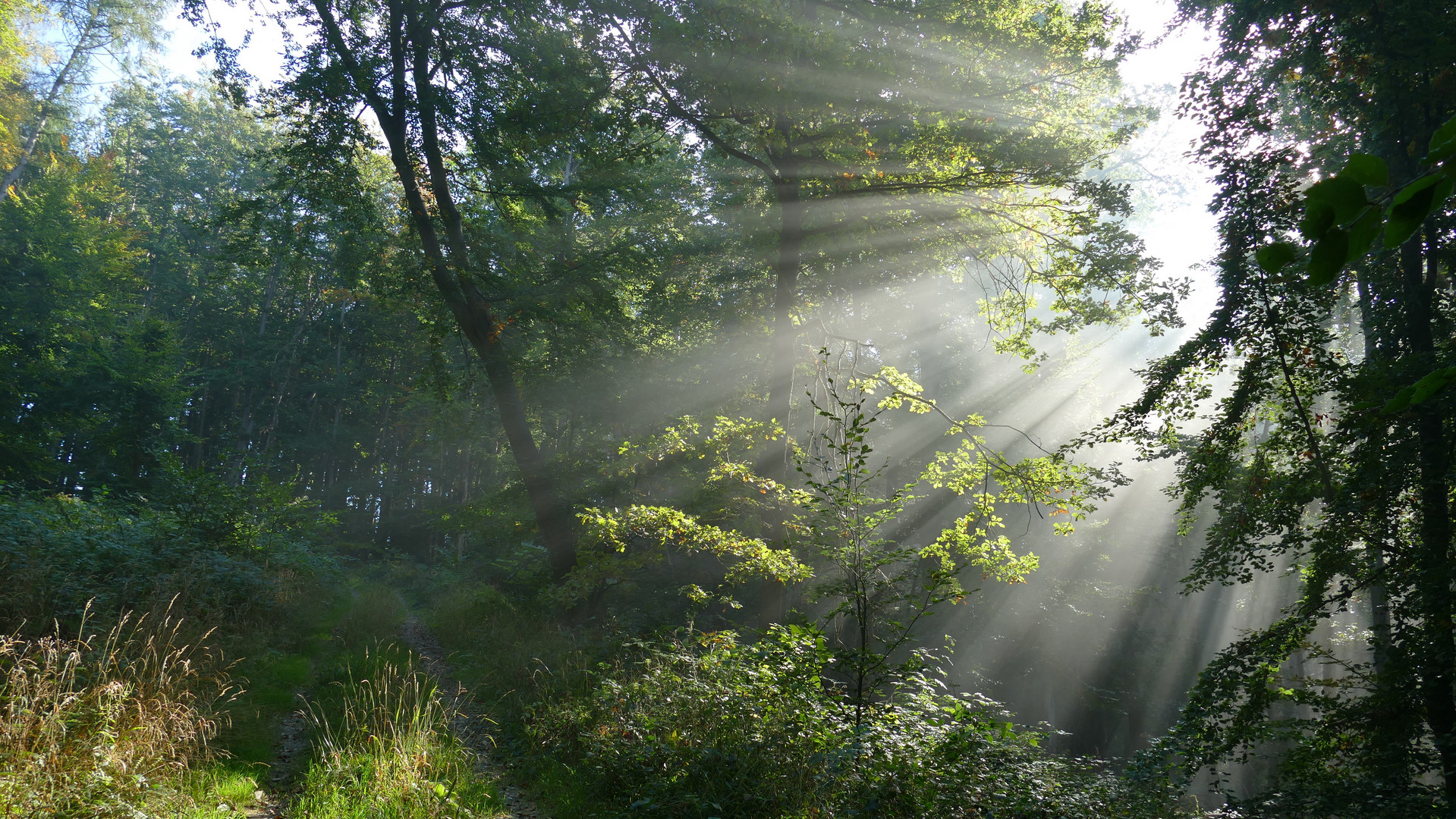 Sonnenaufgang im Nebelwald