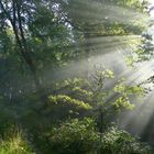 Sonnenaufgang im Nebelwald