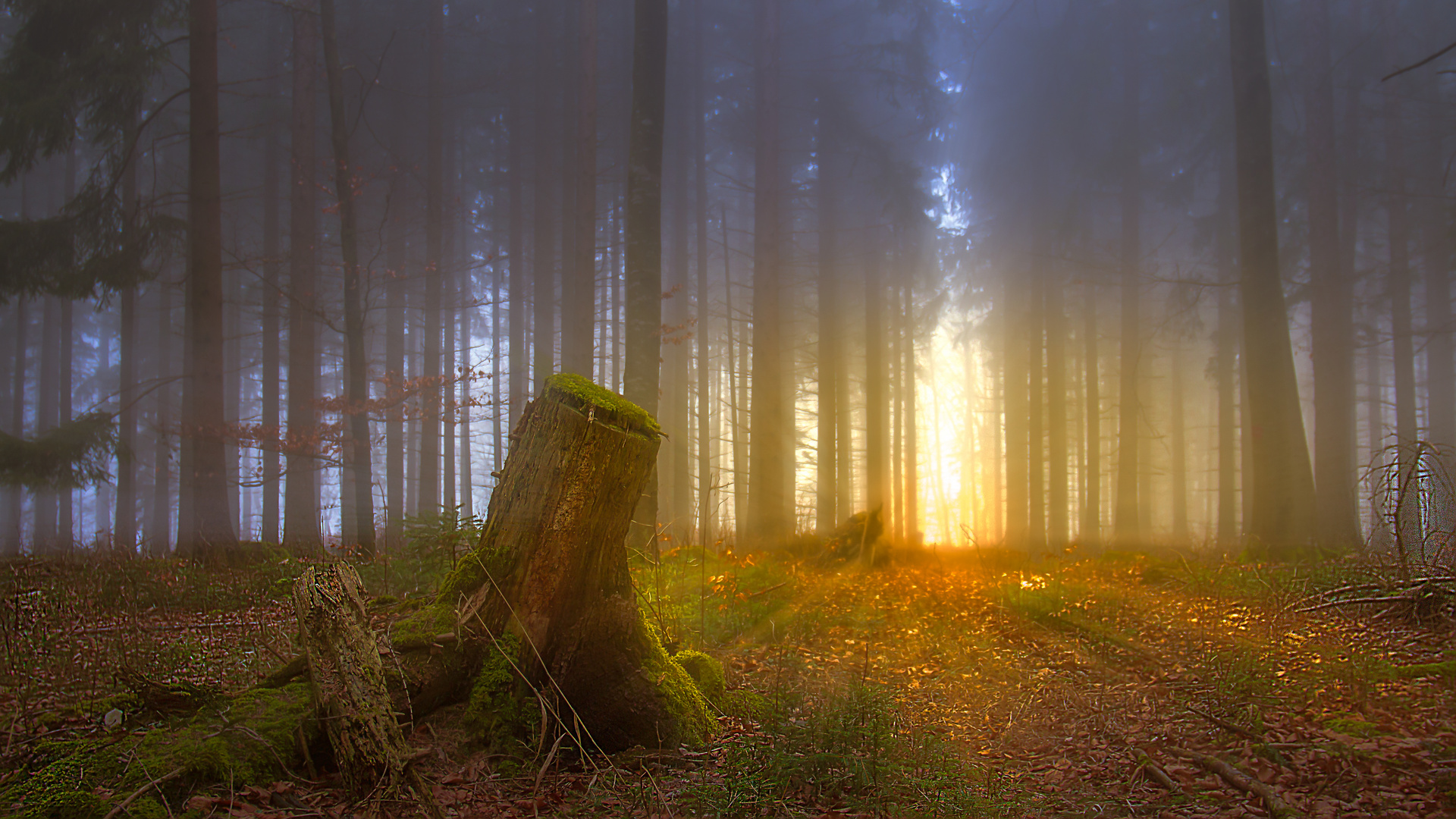 Sonnenaufgang im Nebelwald