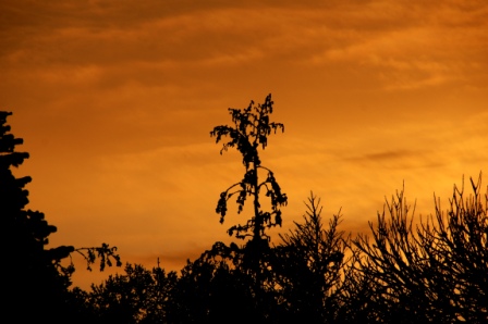 Sonnenaufgang im norddeutschen Schneewinter von rgloeck432