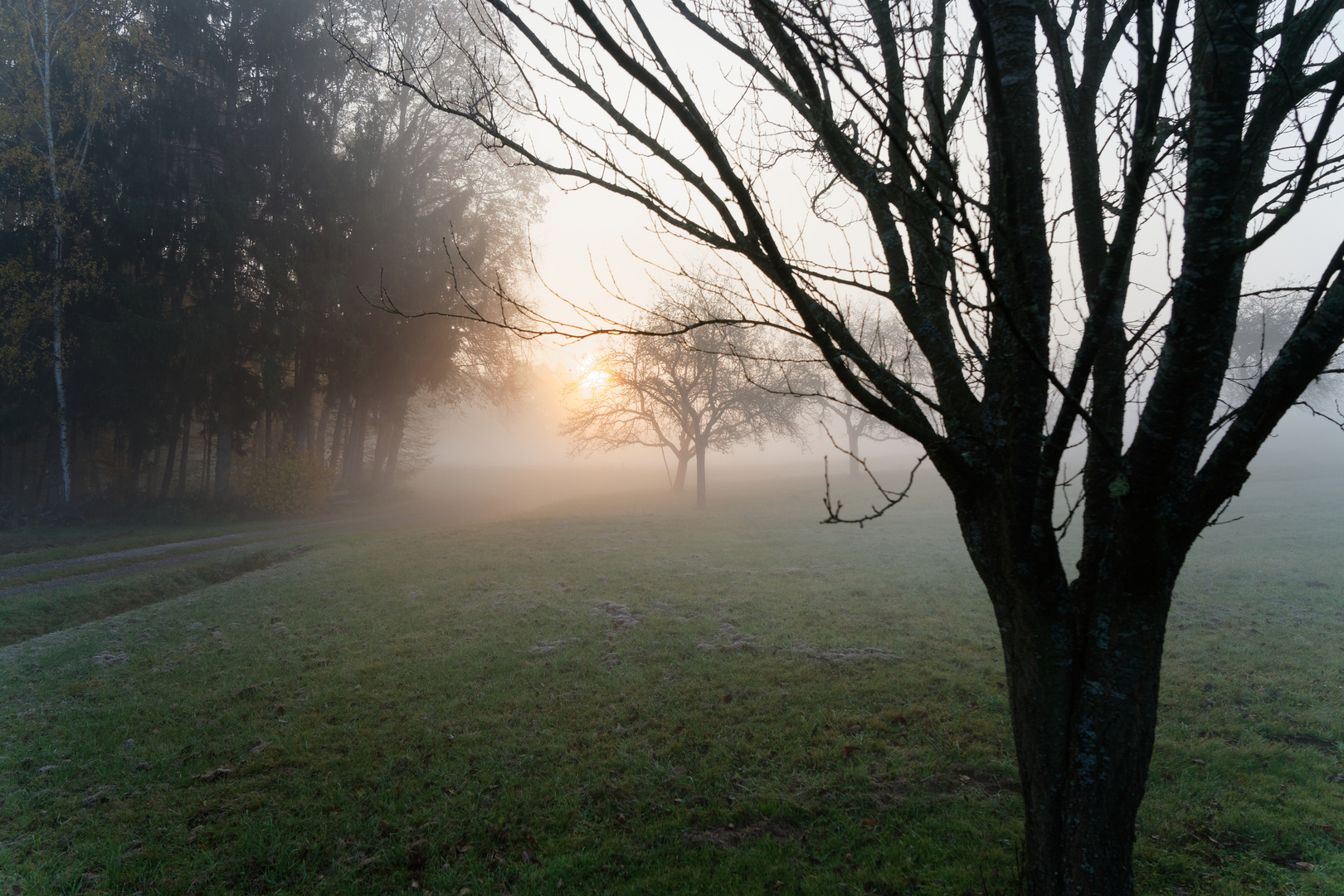 Sonnenaufgang im Obstgarten 01