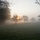 Sonnenaufgang im Obstgarten 02