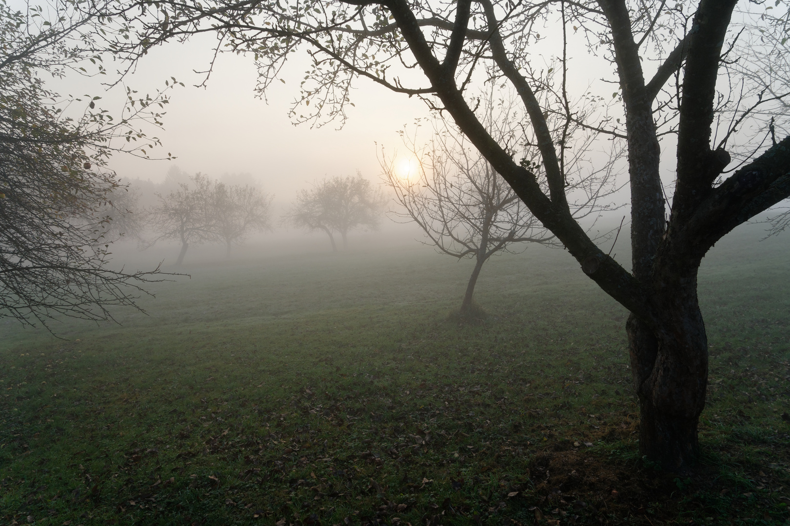 Sonnenaufgang im Obstgarten 03