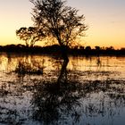 Sonnenaufgang im Okowango Delta