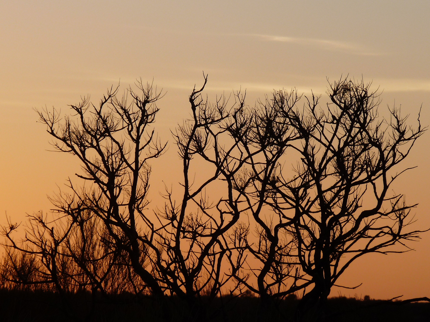 Sonnenaufgang im Outback