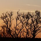 Sonnenaufgang im Outback