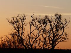 Sonnenaufgang im Outback