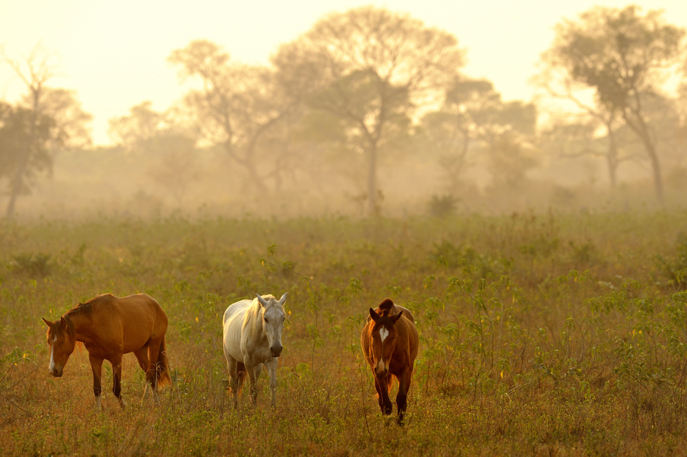 Sonnenaufgang im Pantanal