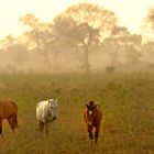 Sonnenaufgang im Pantanal