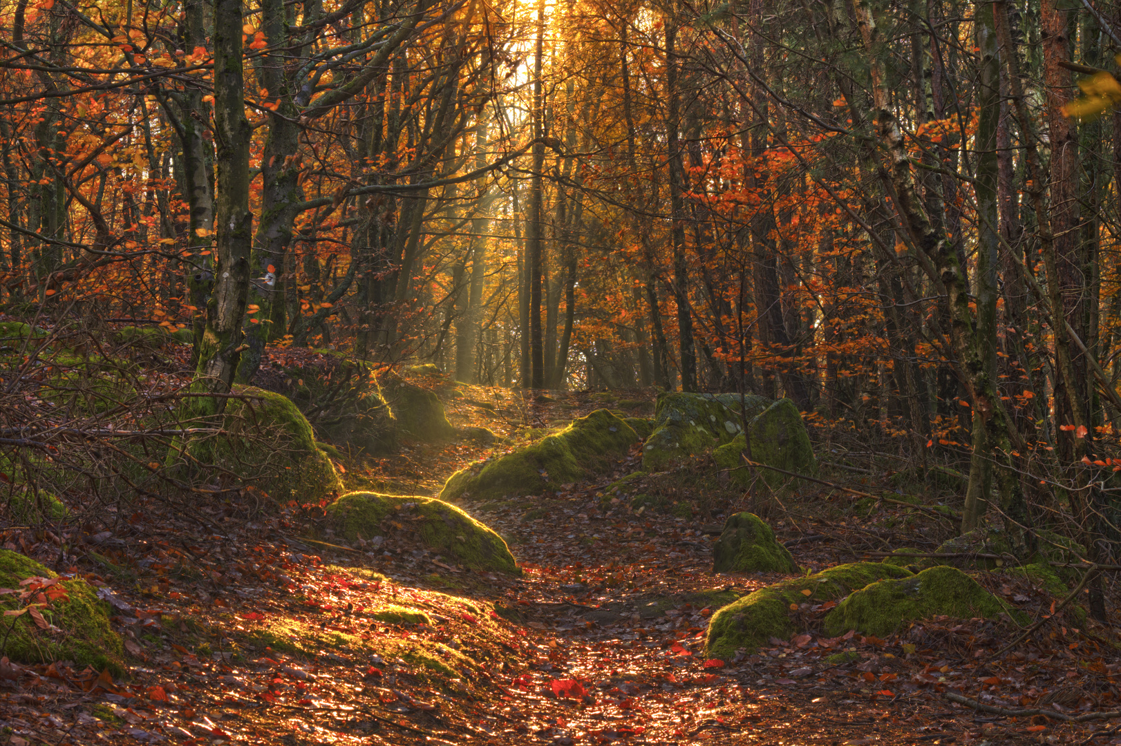 Sonnenaufgang im Pfälzer Wald