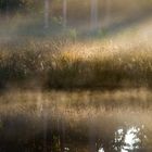 Sonnenaufgang im Renaturierungsgebiet Upjever Forst