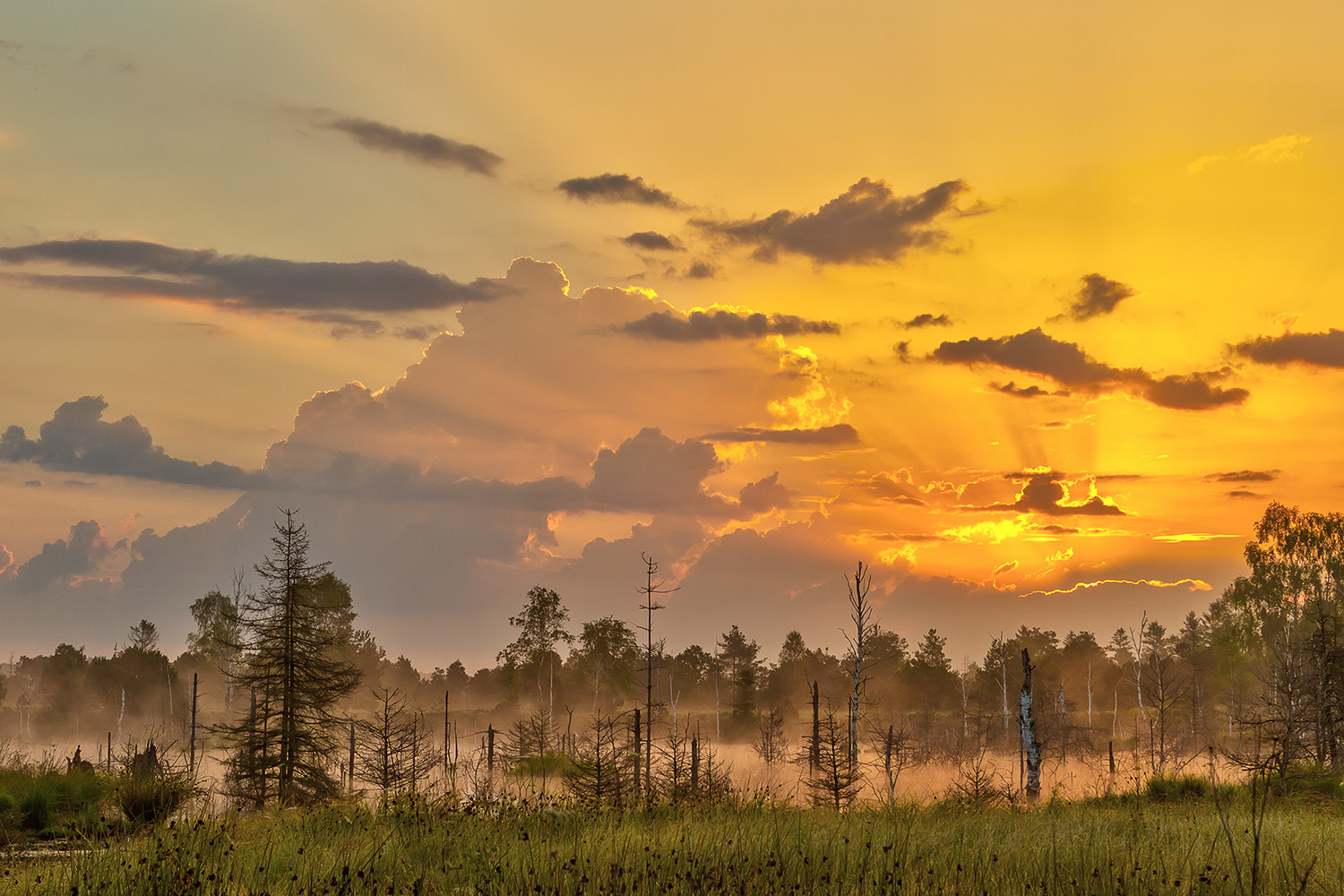 Sonnenaufgang im Ried