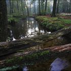 Sonnenaufgang im Rotbachtal