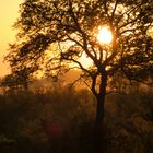 Sonnenaufgang im Sabi Sands