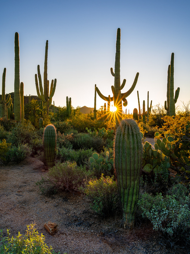 Sonnenaufgang im Saguaro National Park