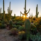 Sonnenaufgang im Saguaro National Park