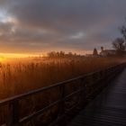 Sonnenaufgang im Schilf