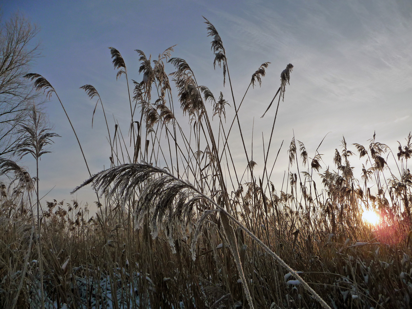 Sonnenaufgang im Schilf