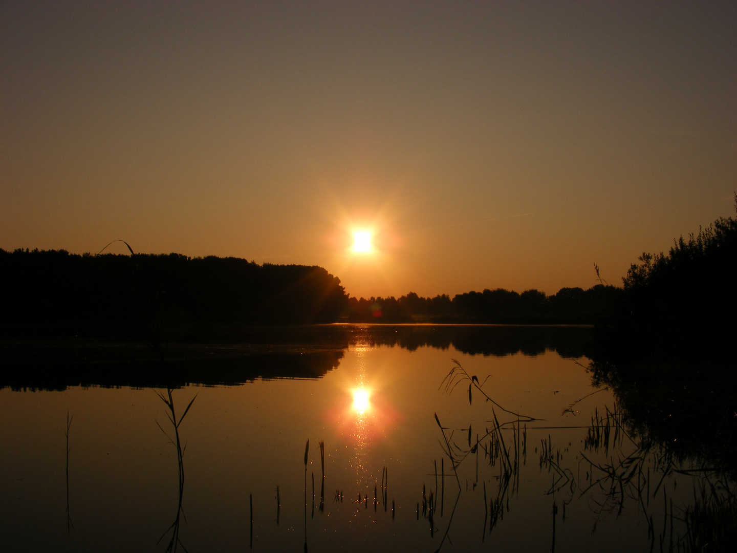 Sonnenaufgang im Schilf