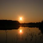 Sonnenaufgang im Schilf