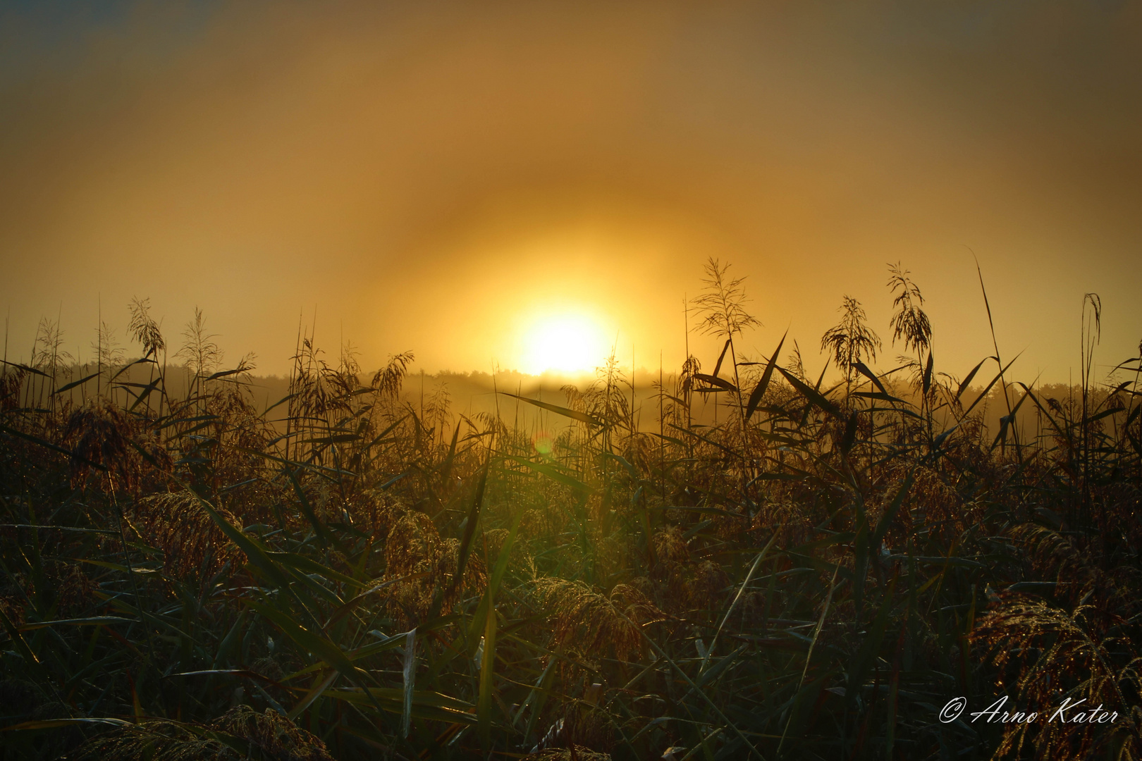 Sonnenaufgang im Schilf