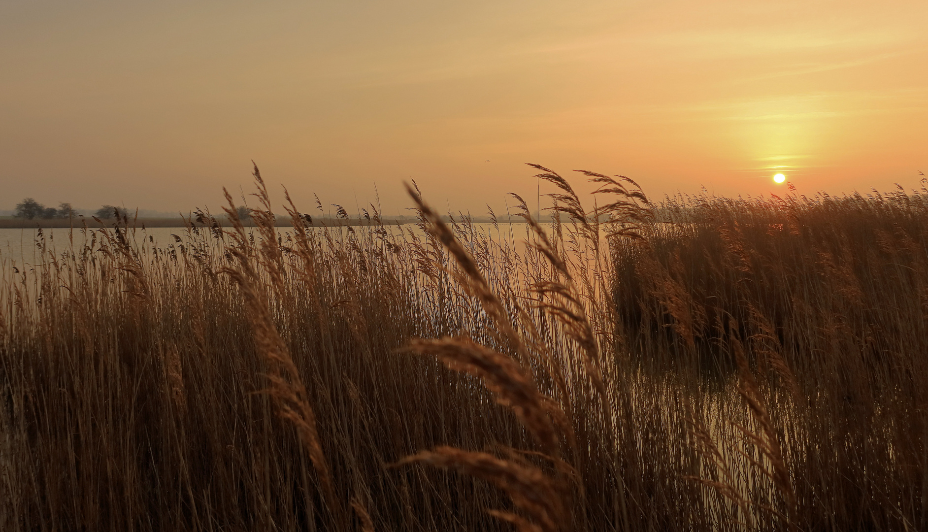 Sonnenaufgang im Schilf