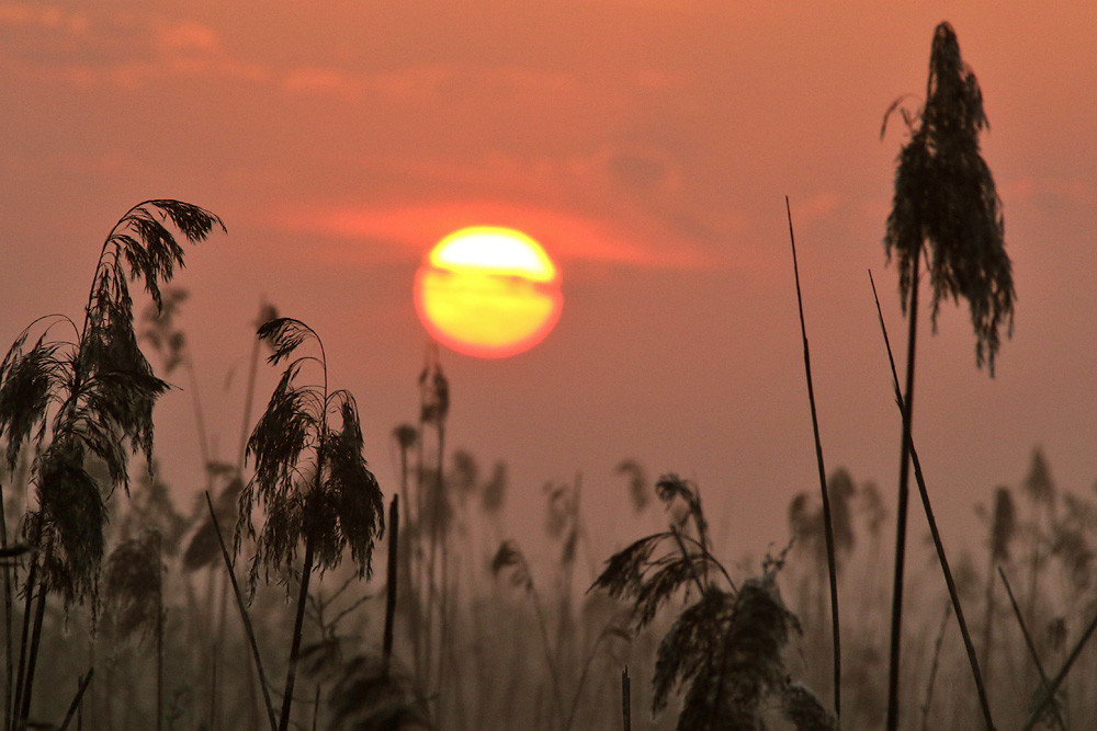 Sonnenaufgang im Schilfgebiet