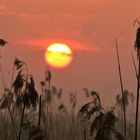 Sonnenaufgang im Schilfgebiet